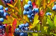 蓝莓是长在树上的还是哪里（蓝莓是长在树上还是长在灌木丛）