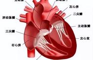 冠状动脉ct对身体有害吗（冠状动脉血管ct检查对身体有哪方面影响?）