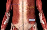 腹肌出现的顺序图片（腹肌出现的过程照片）