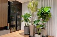 最适合客厅的十大植物（客厅放龙须树好不好）