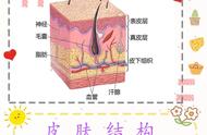 皮肤的组织有哪四种（皮肤由哪些组织构成）