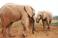 非洲象的耳朵有多大（成年非洲象）