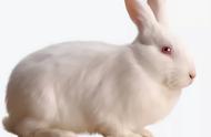 兔子尾巴长与身长比例（兔子的尾巴长度和什么一样）