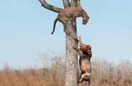 狮子为啥不会爬树（狮子会爬树吗狮子的行为习性揭秘）