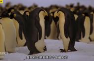 企鹅孵化幼崽过程（企鹅产卵孵化时间表）