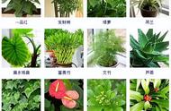 100种绿植的名字和图片（大型绿植名称图片大全）