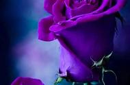 紫玫瑰的花语和寓意（紫玫瑰代表什么意思花语是什么）