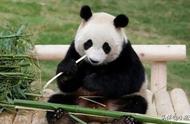 熊猫最喜欢吃竹子还有什么特点（熊猫最喜欢吃多长的竹子）