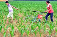 尿素在农业常做什么肥（尿素肥料对农作物的好处是什么）