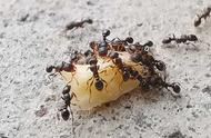 蚂蚁有什么特殊能力（蚂蚁的七种能力）