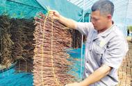 苹果卵枝优缺点（苹果高压繁殖最佳时间）