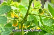 花生的由来和历史传说（大花生170的传说是真的吗）