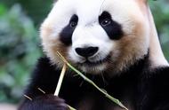 熊猫所有的竹子都吃吗（熊猫到底吃的是竹子还是草）