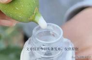 为什么无花果汁液是白色的（无花果白色汁液的用途）