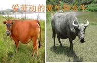 水牛自然繁育（家养水牛的自然繁育过程）