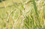 水稻保护价2022年（水稻最低保护价多少）