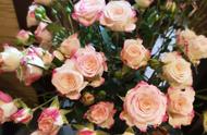 粉玫瑰的花语是啥（粉玫瑰的花语和含义是什么）