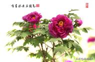 300种牡丹花图片（菏泽400岁牡丹王开花）