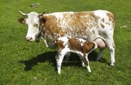 母牛怀孕三个月表现（母牛怀孕几个月才能有表现）