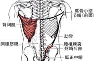 背阔肌起止点及功能图（背阔肌的正确位置图）