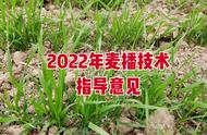 2022年豫东种麦时间（21年商丘种麦最佳时间）