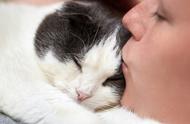 猫为什么喜欢睡在脖子上（为啥猫喜欢卧在脖子上）
