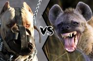斑鬣狗和狮子大战视频（狮子与鬣狗大战30分钟视频）