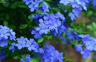 孕妇梦见好多蓝色的花是什么意思（孕妇梦见满山遍野的花是什么意思）