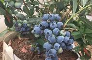 什么品种的蓝莓苗容易管理（蓝莓种植选什么苗好）