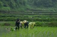 山区怎么种玉米（山区如何高效种植玉米呢）