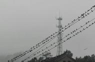 小鸟为什么喜欢在电线上站一排（小鸟为什么能站在裸露的高压线上）