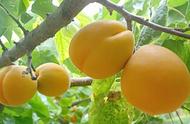 黄杏一天最多吃几个（癌细胞最怕这水果）