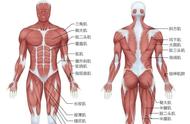 运动中骨骼肌的作用（简述运动对骨骼肌的影响）