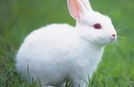 描写小白兔的外形（写小白兔的外貌描写）