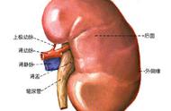 肾脏解剖图手绘（肾脏图片 解剖图手绘）