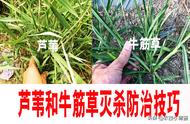 芦苇用什么除草剂效果最好（打芦苇用什么除草剂死得彻底）