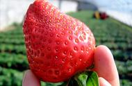 一亩大棚种植草莓的成本明细（红颜草莓高产秘籍）
