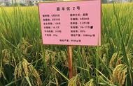 高产水稻前十名的品种（水稻高产品种排名前十名）