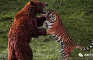 热带雨林棕熊生活（棕熊生活在哪些地方）