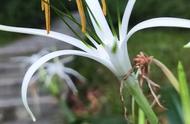 花蕾在花的里面还是外面（花蕾与花朵的区别）