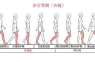 腿部肌肉主要有哪些（腿部肌肉强大有什么作用）