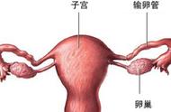 子宫肌瘤偏方益母草（益母草外敷能治子宫肌瘤吗）