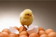 散养500只土鸡一天能下多少蛋（散养200只土鸡最少要多大场地）