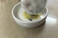 猫咪吃一个月小米粥可以吗（给猫咪吃小米粥蛋黄可以吗）
