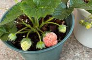 露天种植的草莓品种有哪些（适合广东露天可以种植的草莓品种）