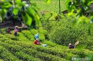 漳平水仙茶的优点和缺点（漳平水仙茶为什么这么香）