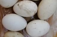 鹅蛋棉花籽怎么吃最好（鹅蛋和棉花籽蒸着吃有什么作用）