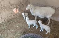 一只母羊三年能生多少羊羔（一只母羊一年能生几只小羊）