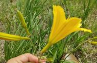 储存黄花菜的办法（黄花菜的最佳储存方法）