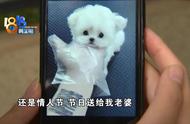 纯种卷毛犬图片（德国卷毛犬图片）